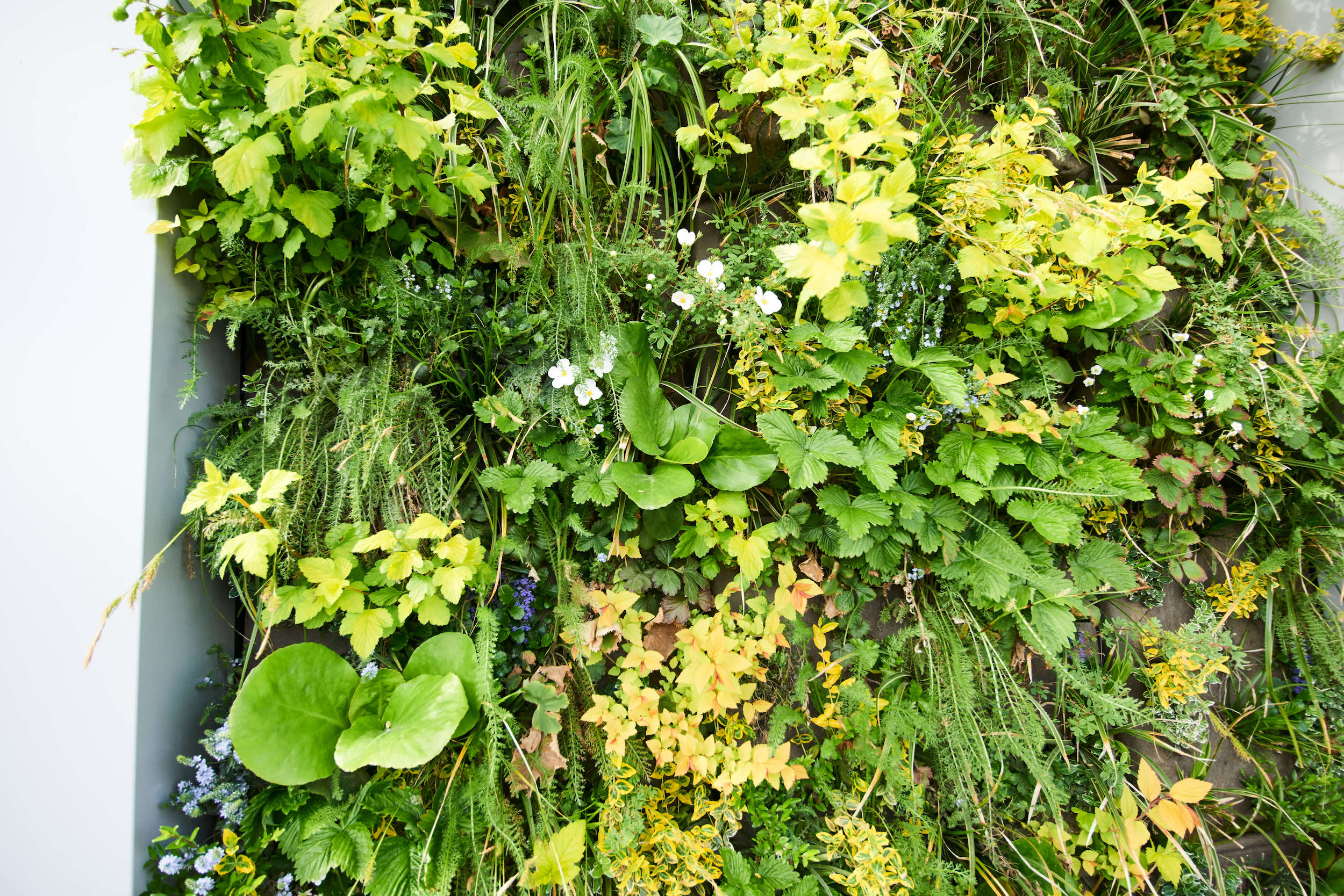 Weelderige gevels HelloWorld